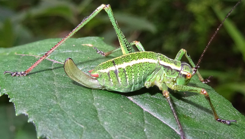 Neanide di Barbitistes alpinus , femmina